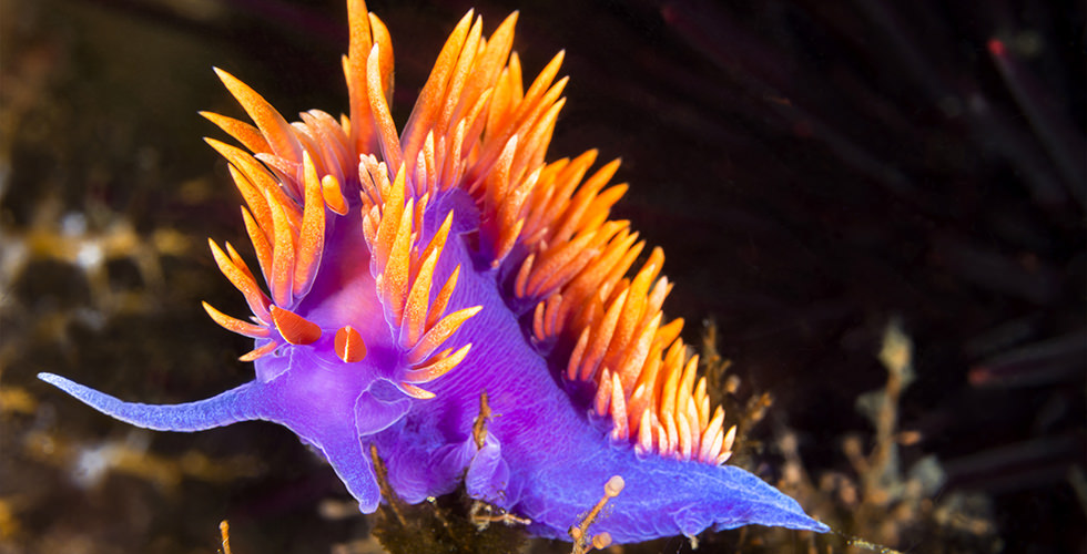 A fluorescent nudibranch