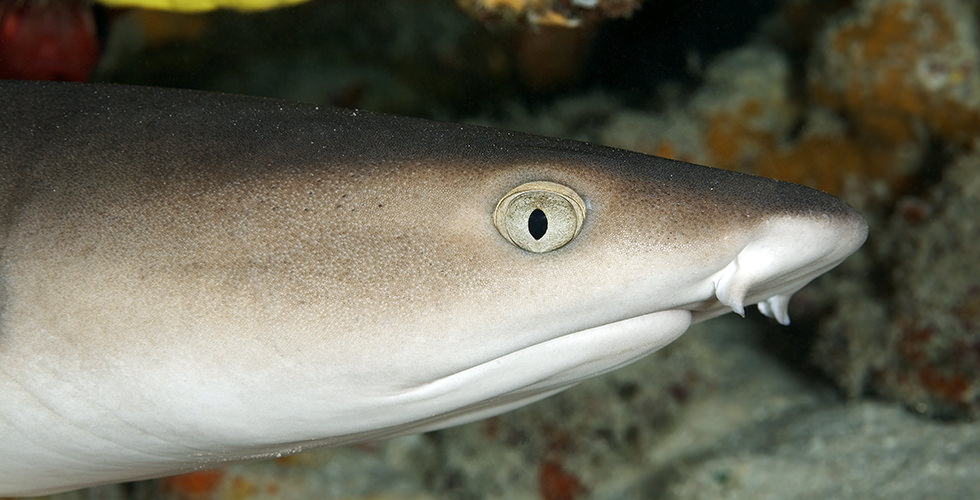 Close up of a whitetip reef shark at Maaya Thila best night dive sites