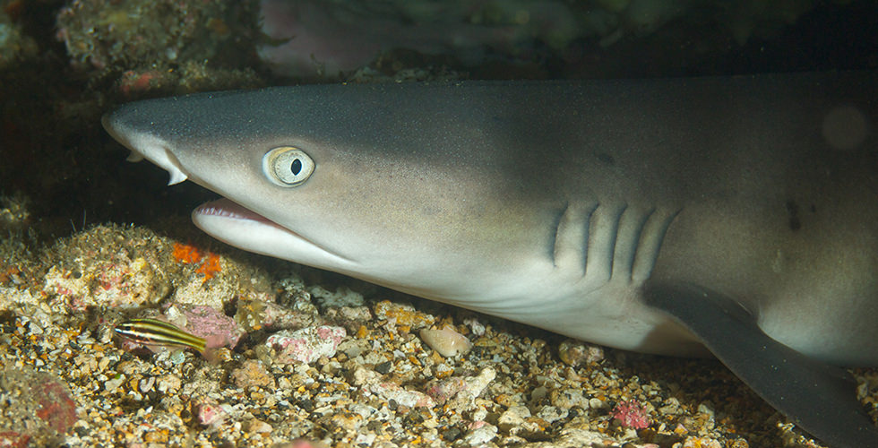 A whitetip reef shark at Manuelita Shallows best night dive sites