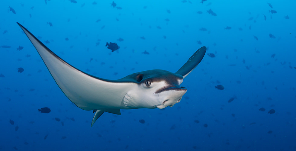 An eagle ray at Navy Pier