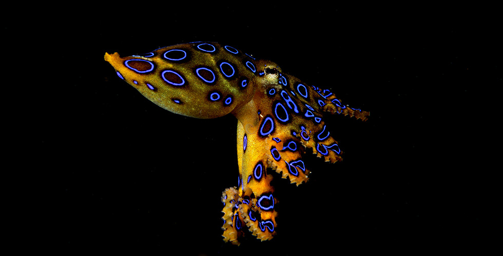 A blue ringed octopus at night best night dive sites