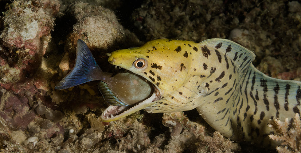 A moray hunting at night