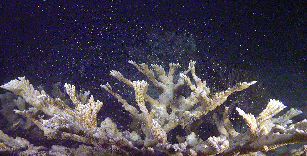 Elkhorn coral spawning