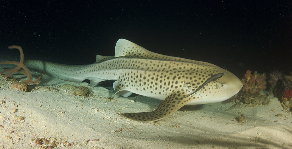 A leopard shark at night at Tobia Arba