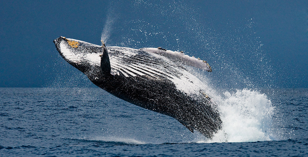 Humpback Whales The World S Best Places For Whale Watching And