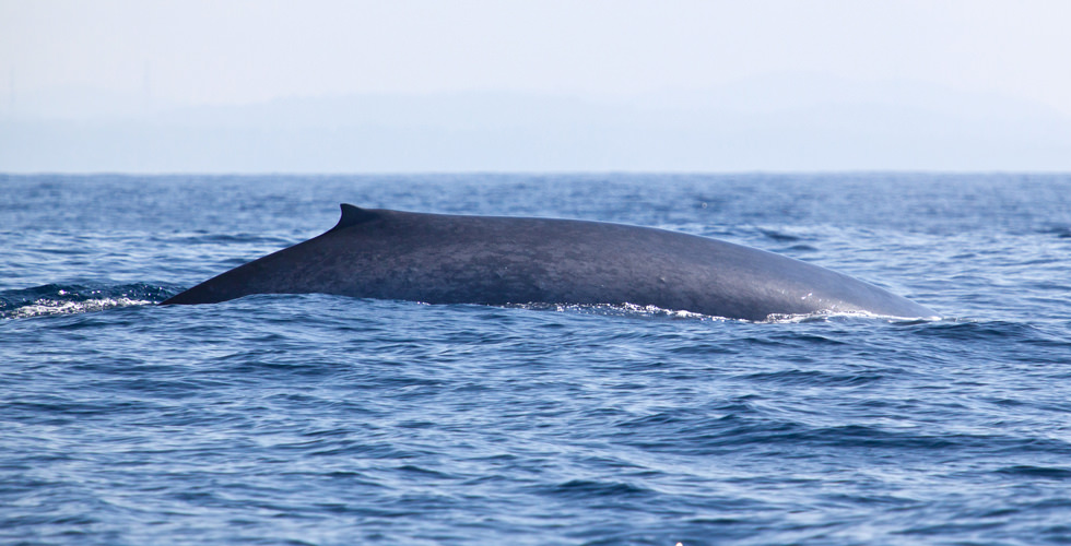 Blue Whales - The World's Best Places for Whale Watching ...