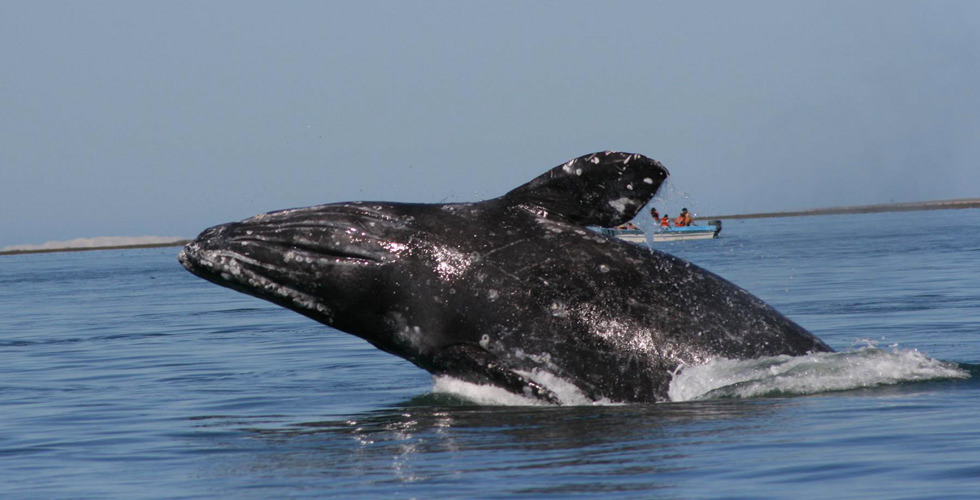 Common questions about Gray Whale