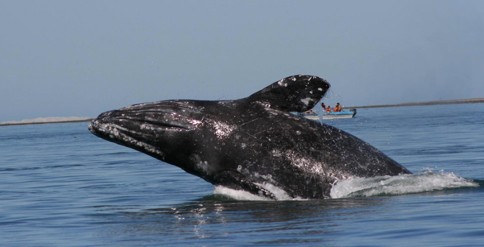 Gray Whales The World S Best Places For Whale Watching And