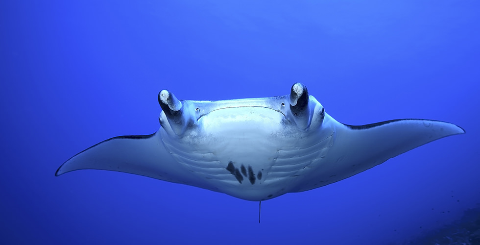 Diving the German Channel, Palau