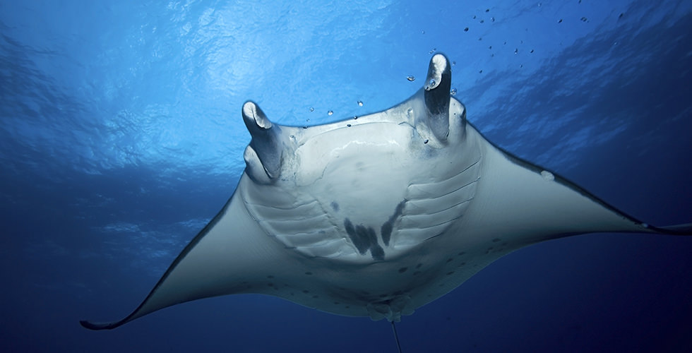 A manta ray in Koh Bon