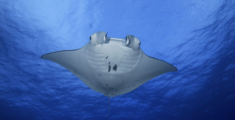 Lady Elliot Island diving