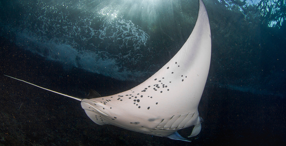 Diving with manta rays in Cabo Marshall