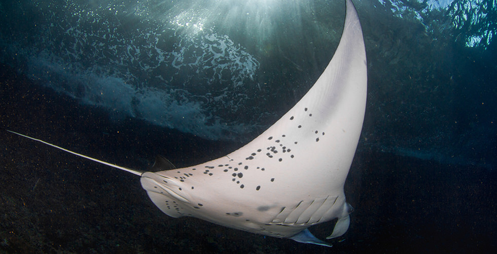 manta cabo diving