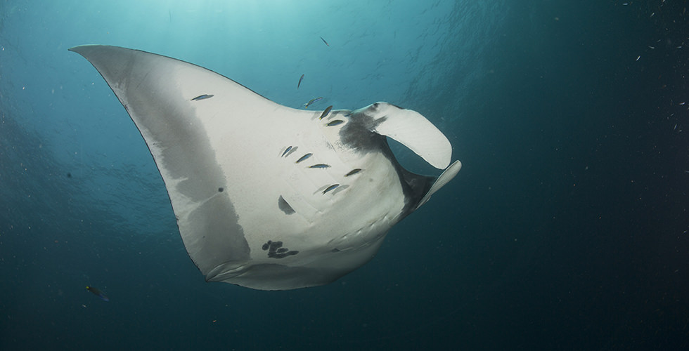 Diving with a manta ray in Tofo