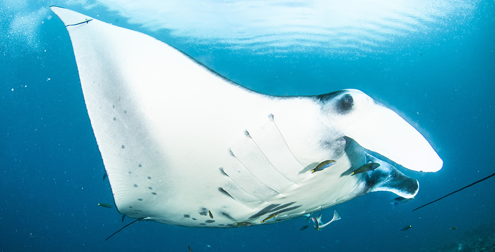 One of the manta rays in Yap