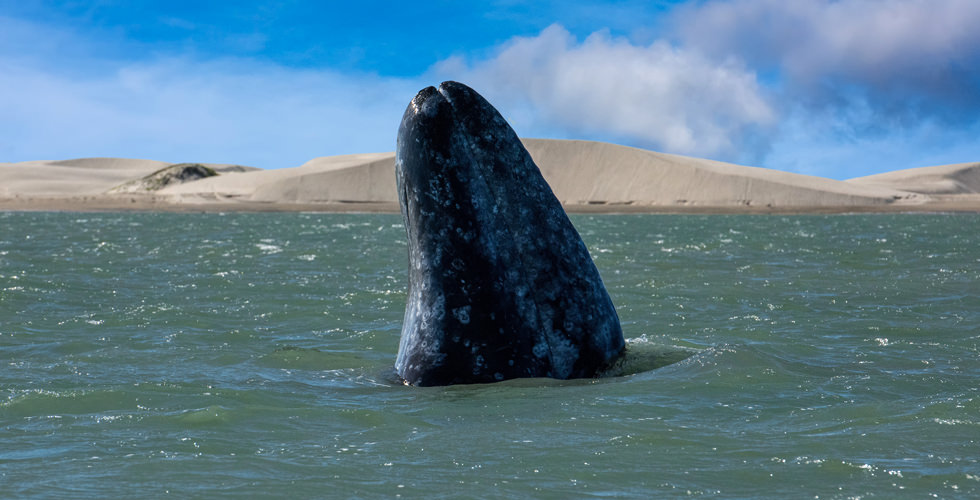 Swimming with Gray Whales