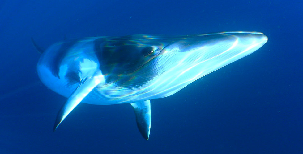 Minke Whales The World S Best Places For Whale Watching And