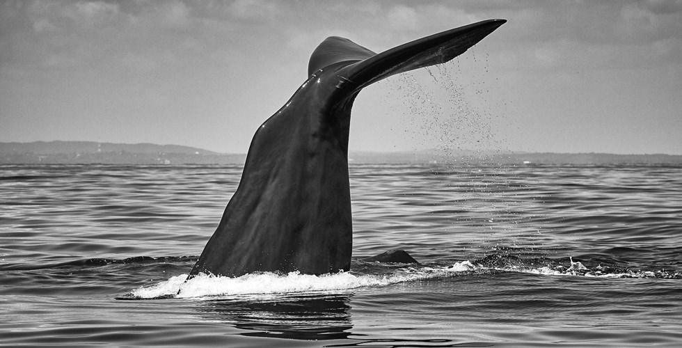 Swimming with Sperm Whales