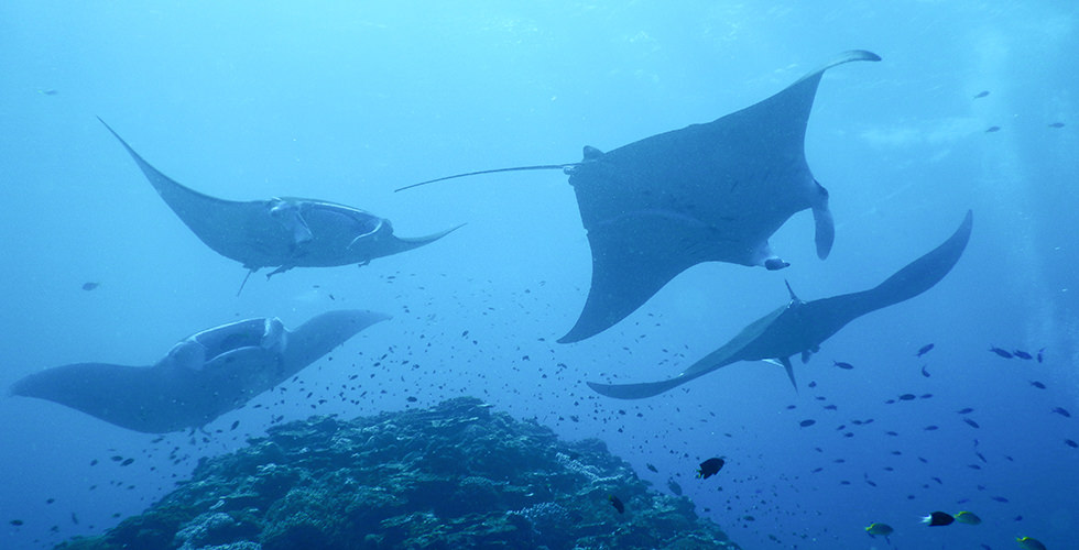 Manta rays swimming neat the top of the thila