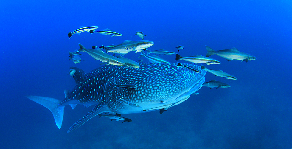 Whale Shark Diving: The 10 Best Dive Sites in the world | Diviac Magazine