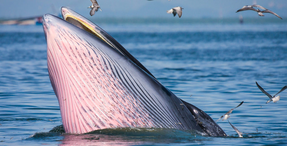 feeding whale