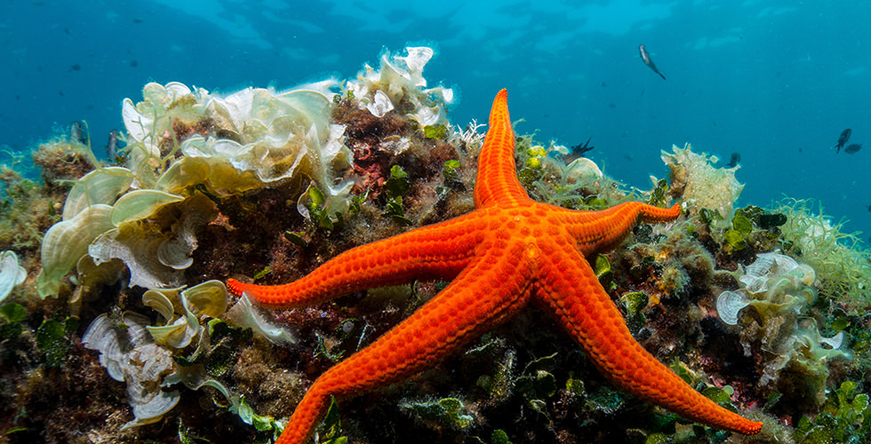 A sea star in Sechelt Rapids