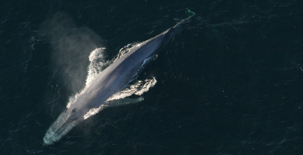 blue whale