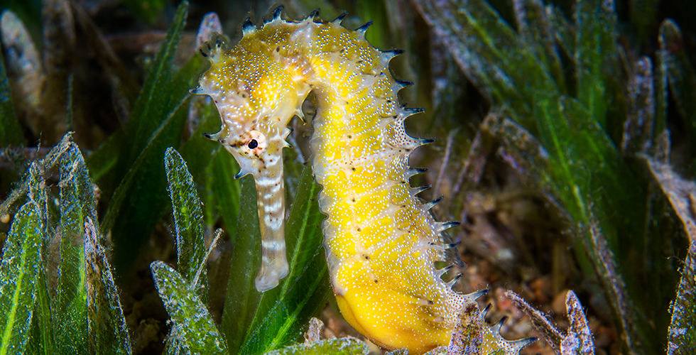 Diving with seahorse in the Galapagos