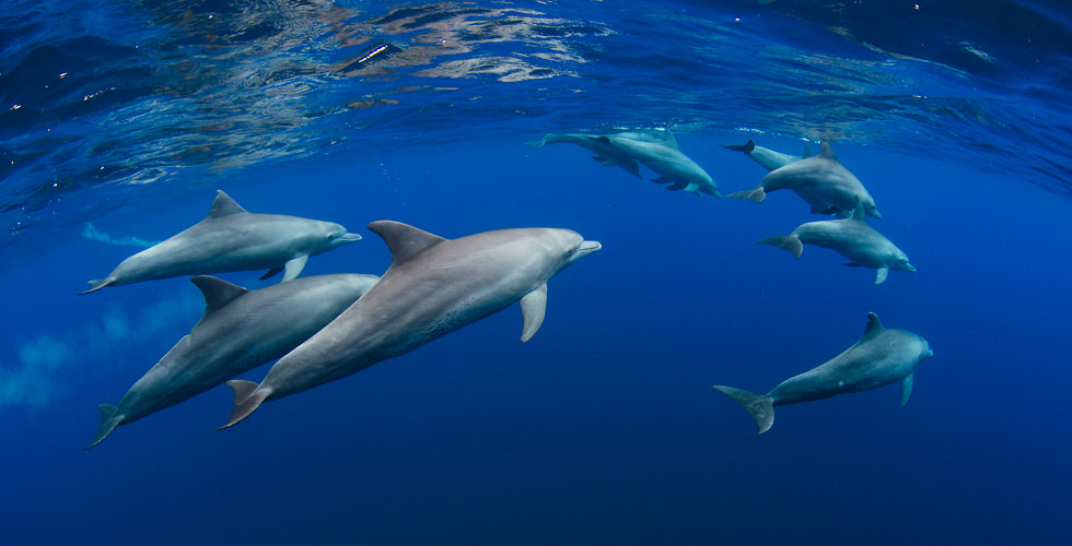 Ocean Underwater World Marine Life Dolphin Sea Turtle