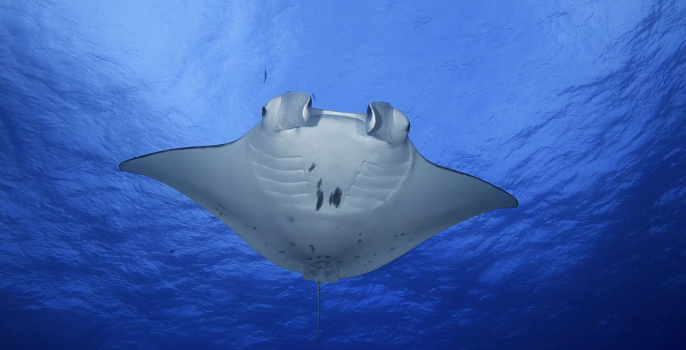 manta ray