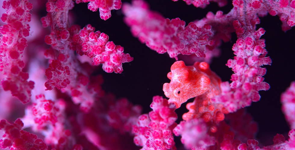 pigmy sea horse