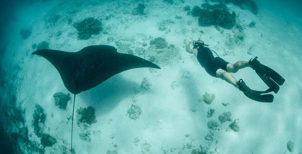 swimming with manta ray