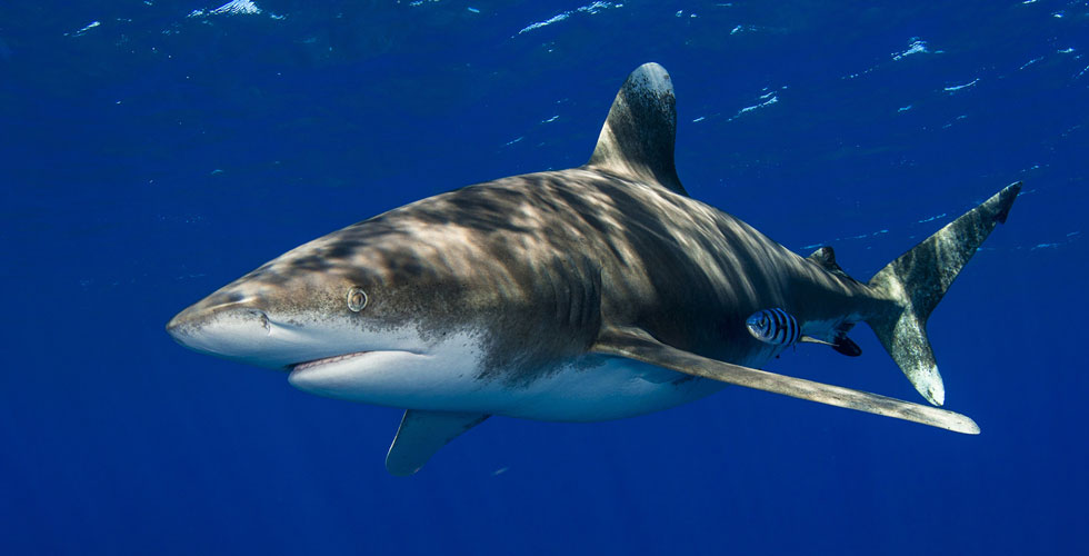 Liveaboard diving in the Red Sea