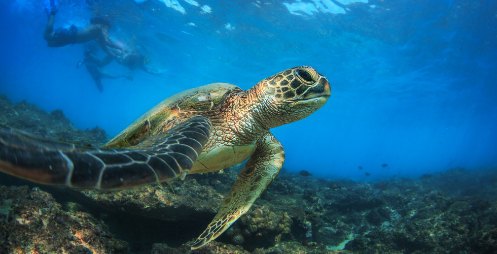 Green sea turtle swimming along the reef