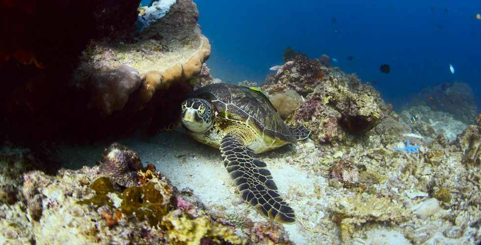 Sea turtle resting on the reef