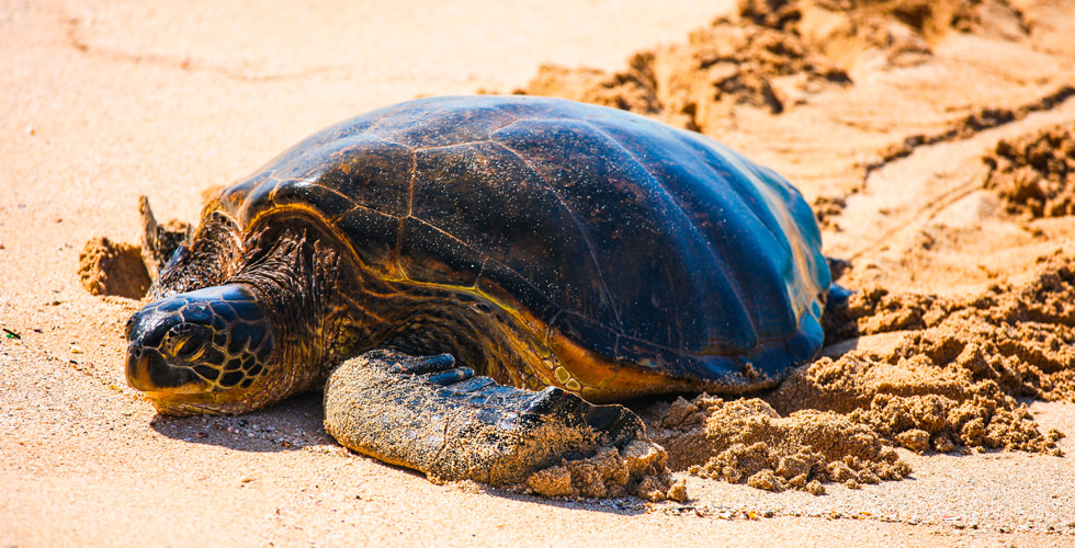 A female of green sea turtle