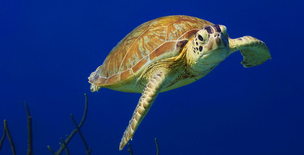 Go Diving and Swimming With Green Sea Turtles