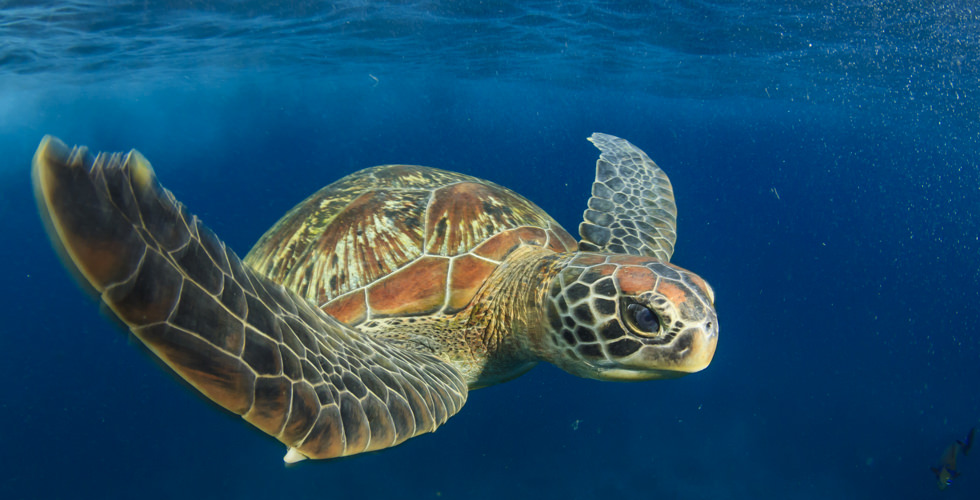 Go Diving and Swimming With Green Sea Turtles