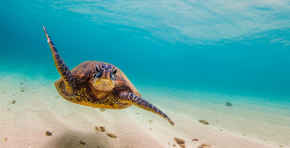 Underwater photograph of a green sea turtle