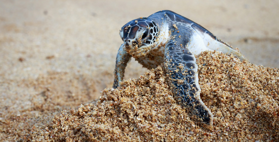 Baby sea turtle rushing down the beach to the ocean