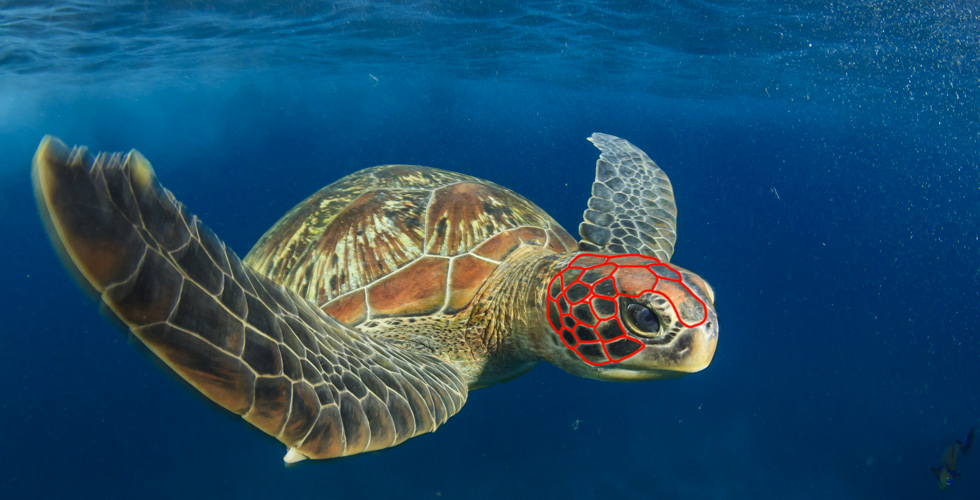 Outlined ID markings of a sea turtle