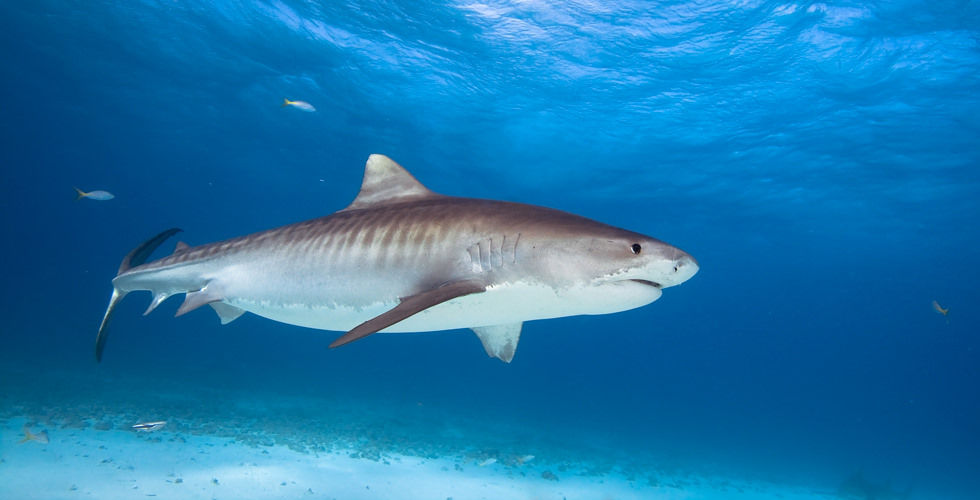 Underwater photograph of a tiger shark