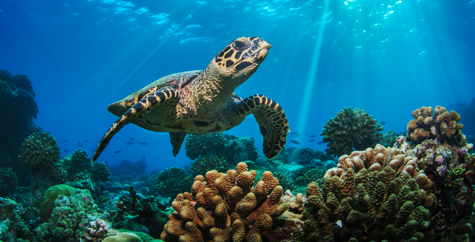 Go Diving and Swimming With Hawksbill Sea Turtles