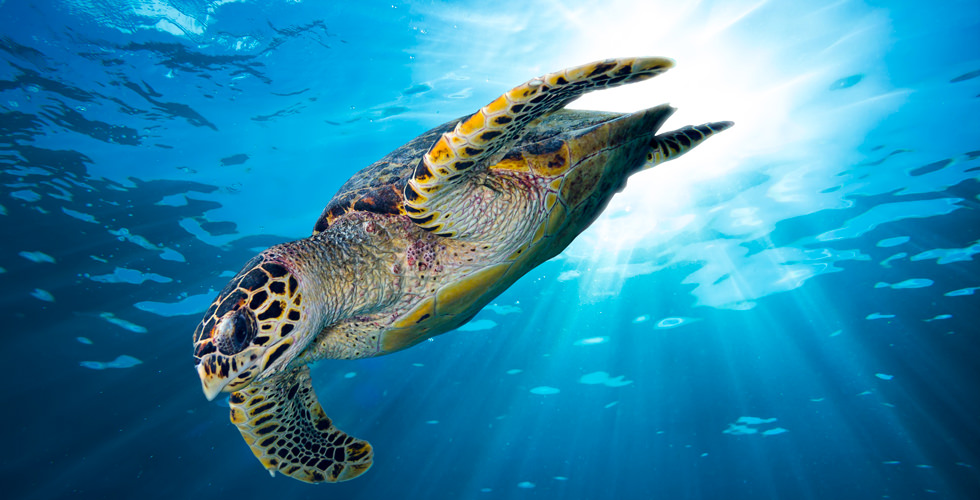 Go Diving and Swimming With Hawksbill Sea Turtles