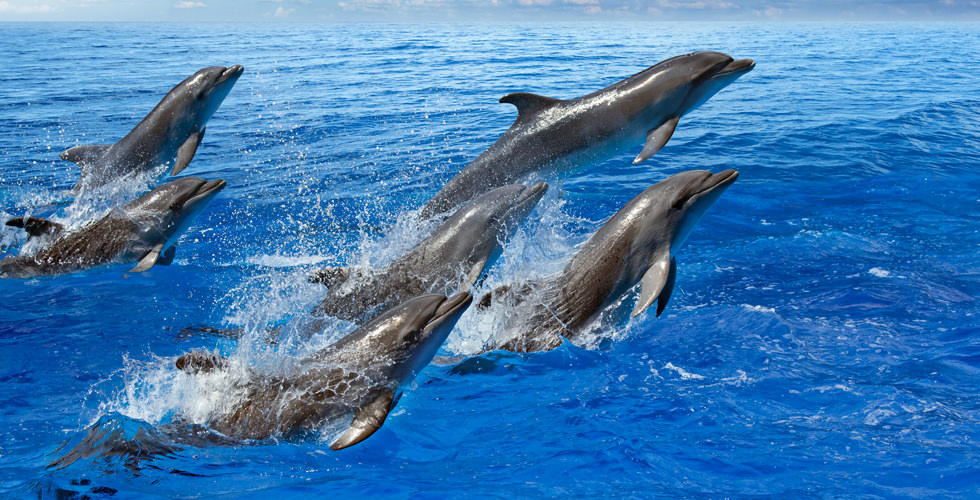 The 10 Best Places to Swim and Dive with Dolphins