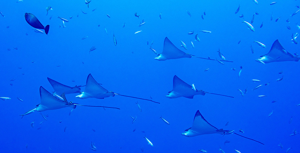 Dive Malpelo Island - The Shark Diving Capital of the World