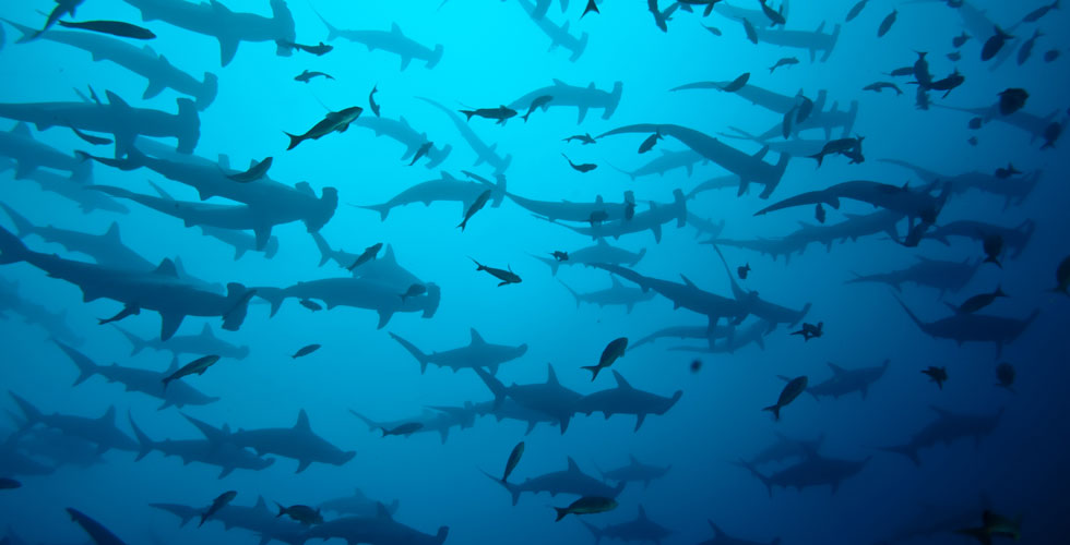 Dive Malpelo Island - The Shark Diving Capital of the World