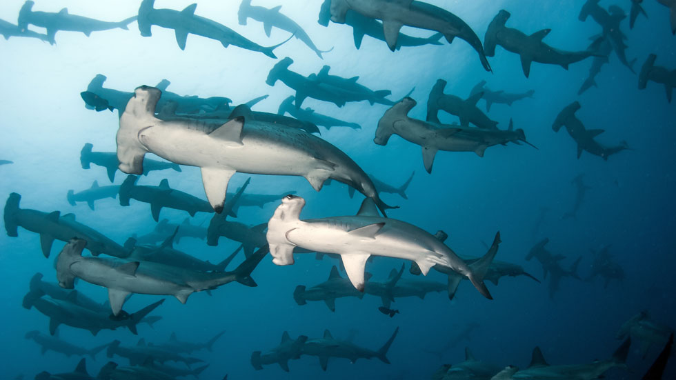 Dive Malpelo Island - The Shark Diving Capital of the World