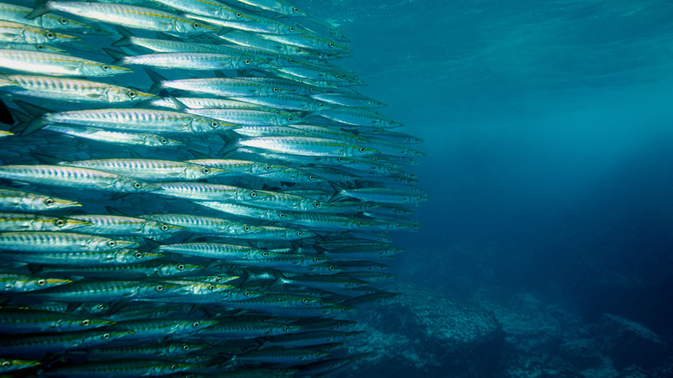 Dive Malpelo Island - The Shark Diving Capital of the World