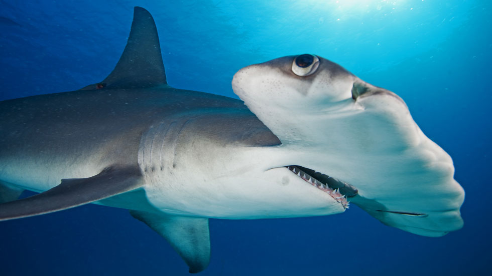 Dive Malpelo Island - The Shark Diving Capital of the World